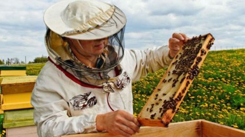 Ajutor de minimis pentru apicultori