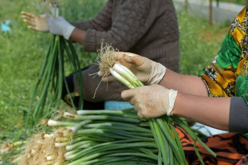 O nouă formulă a programului de sprijin pentru legumicultori