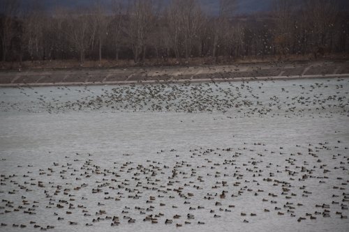 Mii de păsări iernează la Stânca-Costeşti