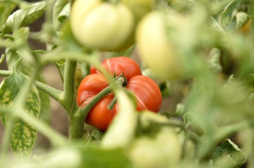 Aproape 6.000 de producători de tomate în Olt