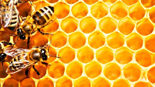 Mierea de albine în Sfânta Scriptură