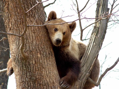 Trasee turistice închise din cauza urșilor