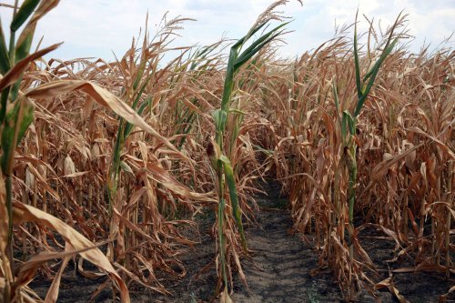 Peste 430.000  de hectare  afectate de secetă