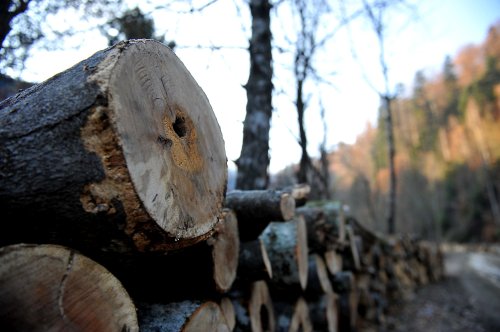 Mai mult lemn de foc pentru populație
