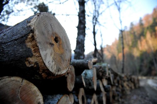 Blocaj pe piața lemnului
