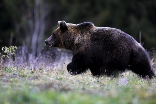 Cotă de prevenţie la urs de trei ori mai mare