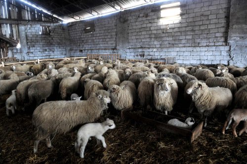 Preţuri la carnea de miel