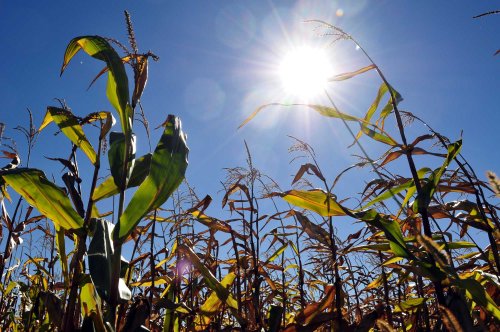 Despăgubiri pentru culturile de primăvară compromise de secetă