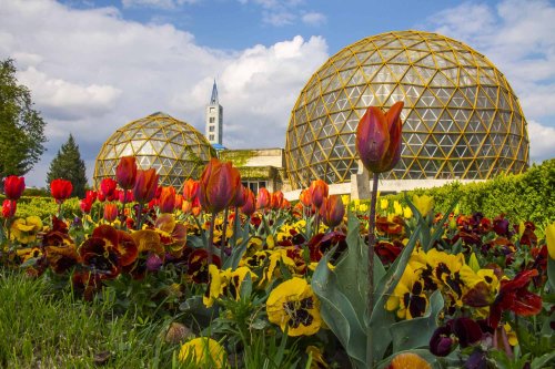 Jibou: Au înflorit lalelele din Grădina Botanică 