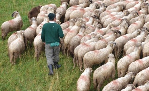 Despre păstoritul contemporan la Muzeul Țăranului Român 