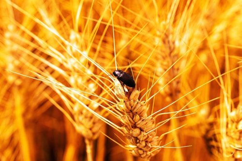 Fermierii cer derogare la tratarea semințelor pentru culturile de toamnă