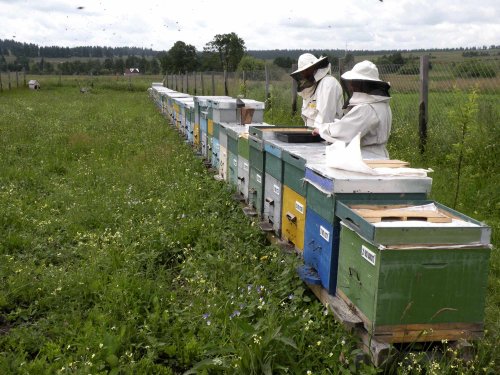 Probleme în sectorul apicol