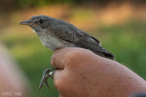 O nouă specie de pasăre pentru România