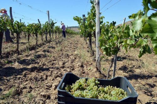 Cereri de plată  pentru viticultori