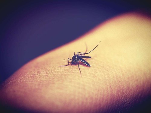 Țânțarii, pericol pentru sănătate 
