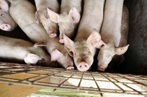 Va fi permisă vânzarea porcilor crescuți în gospodărie