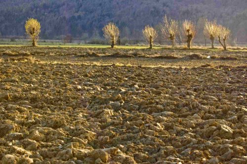 Bani UE pentru daunele cauzate de secetă 