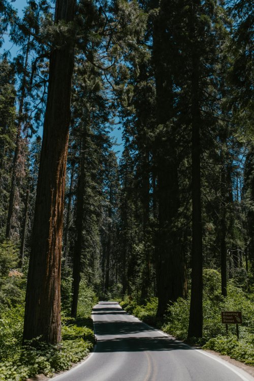 Sequoia gigant, capacitate uriaşă de absorbţie a CO2