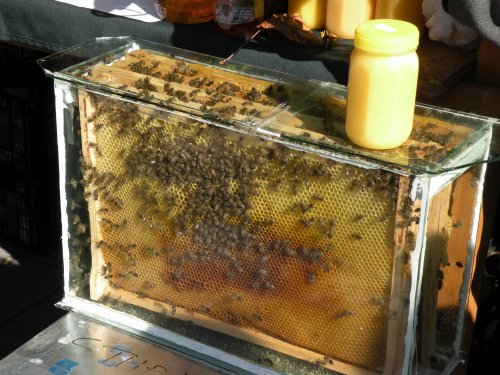 Familii de albine distruse de pesticide