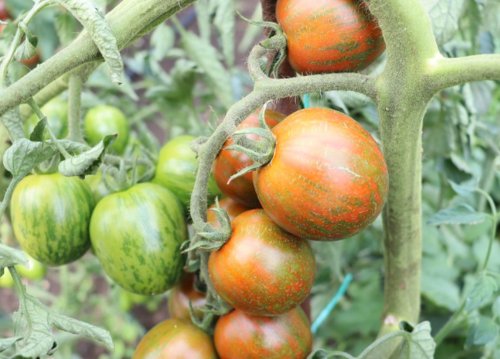 Tomată tricoloră obținută la Buzău