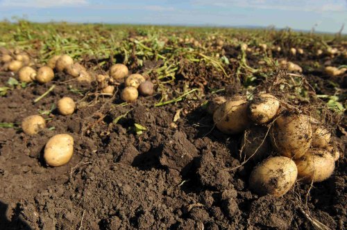Avertizare privind apariția manei la culturile de cartofi
