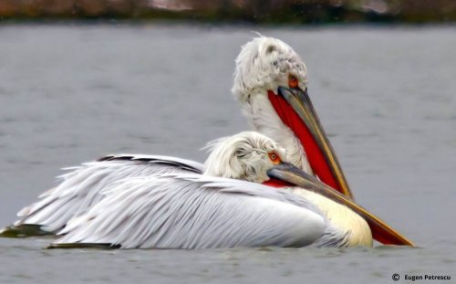 Pelicanii creți din Deltă, specie „vulnerabilă”