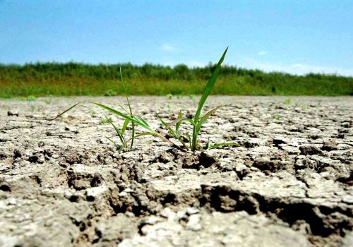 Sprijin pentru fermierii afectaţi de secetă