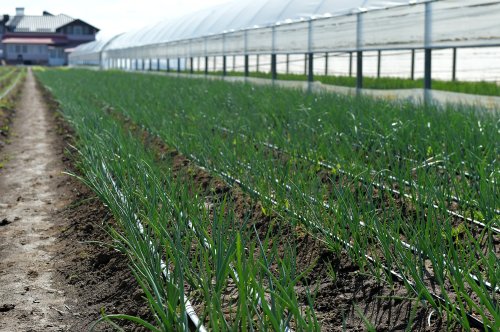 Credite agricole pe termen lung garantate de stat