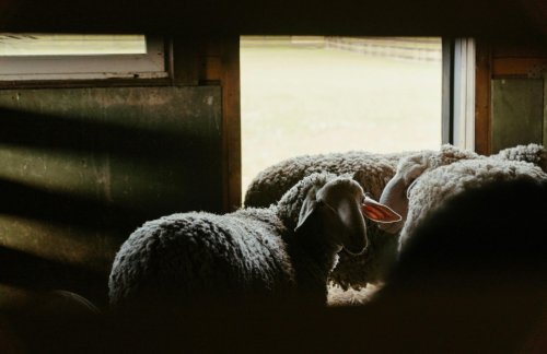 Termen pentru cererile crescătorilor de ovine