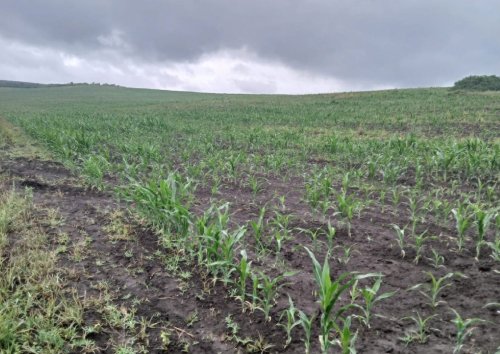 Fertilizare cu nămol de epurare