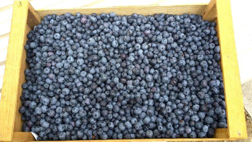 Sprijin pentru asigurarea culturilor și animalelor