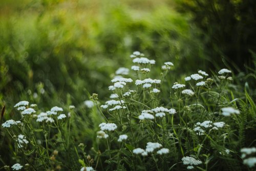 Plante medicinale culese de silvicultori