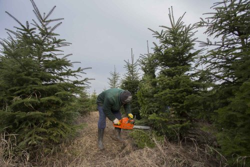 Brazi vânduți de Romsilva