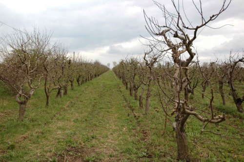 Sfaturi pentru curățarea livezilor