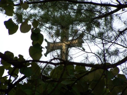 Crucii Tale ne închinăm, Stăpâne...!