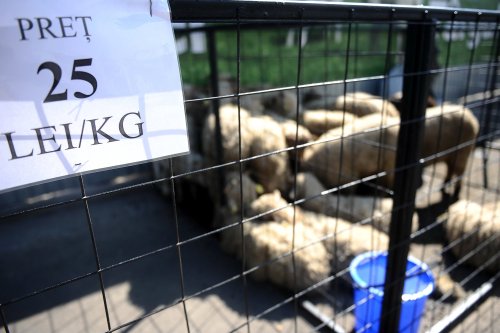 Prețuri la carnea de miel  în Bistrița-Năsăud