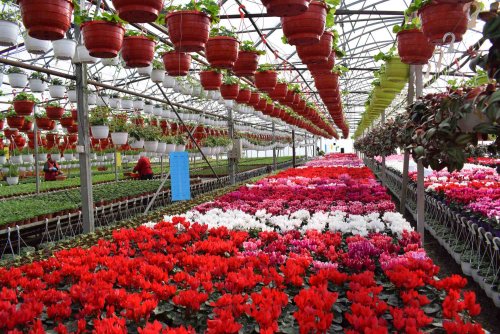 Finanțare pentru floricultori