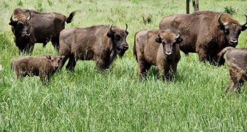 România pe harta globală a sunetelor naturii