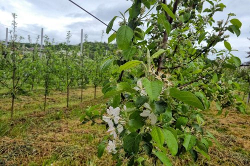 Pomicultura şi viticultura, grav afectate de îngheţ 