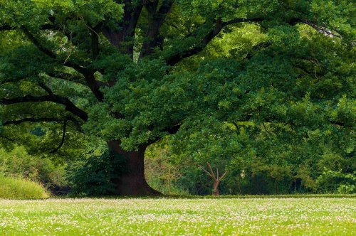 Catalog al arborilor seculari din România