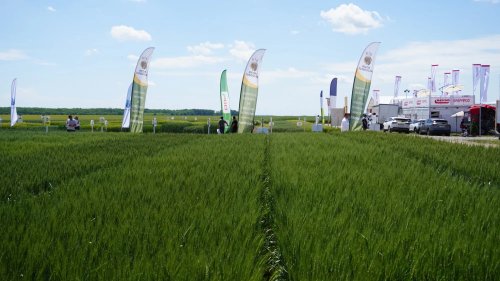 Soiuri de lucernă dezvoltate la Fundulea