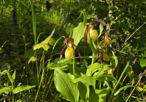 Cea mai mare orhidee spontană din flora României