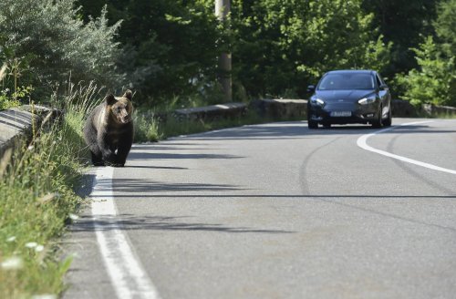 Frecvență crescută a prezenței urșilor în zone locuite