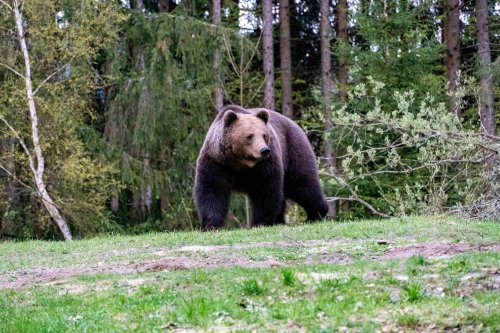 Demersuri de scoatere a ursului dintre speciile protejate