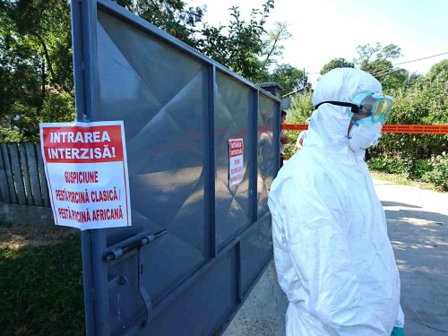 Focar de pestă porcină în Neamț