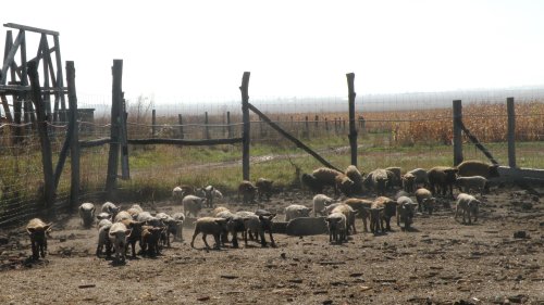 Sprijin pentru Mangalița