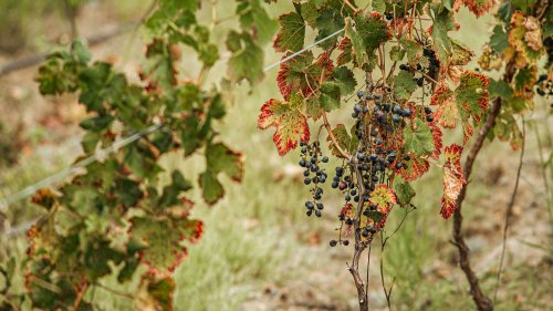 Seceta îi îngrijorează pe viticultorii francezi