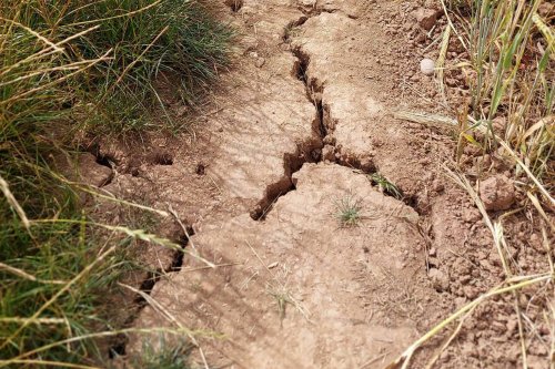 Culturi agricole afectate de secetă