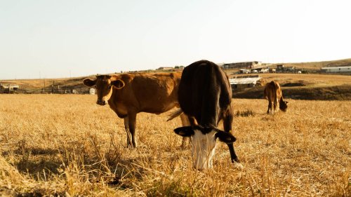 Seceta afectează sectorul zootehnic din UE