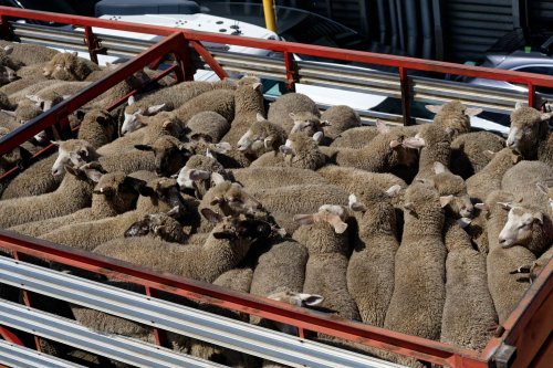Tehnologii avansate în trasabilitatea animalelor